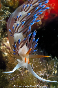 Cratena peregrina by Jose Maria Abad Ortega 